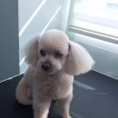 샵댕댕댕 이미지