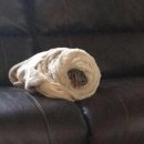 디퀄리타 이미지