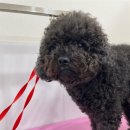 내동애견 이미지