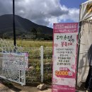 풍차노래방 | 2025 하동 북천 코스모스 메밀꽃축제 가격 후기