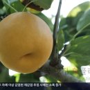 홍종현농장 | 6시내고향 나주배 파는 곳 연락처 소개 - 9월 28일 전남 나주 배 농장 가을엔 배로 맛있다 배