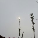 해품꽃
