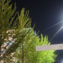 정현푸드 | 종강하고 올리는 피닉시아 축제 후기