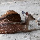 왕성축산 이미지