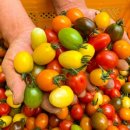 미래팜스 이미지