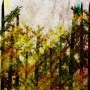 숲에 머물다 이미지