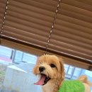 엄마표 수제간식 만들기 | 크림이 엄마표 수제간식만들기, 병원다녀오기