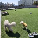 펫브릿지 김해점 이미지