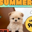 강아지분양 더펫 이미지