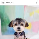 아꼬운몽 이미지