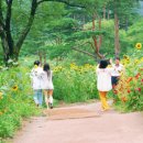 해바라기-청춘(1) 이미지