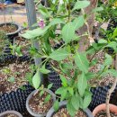 양지리 농장 이미지