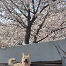 꽃길걷개