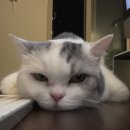 행복한 멍냥이 이미지