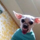 은혜정육점 이미지