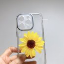 해바라기가맥 이미지