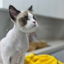 함께냥 대전점 이미지