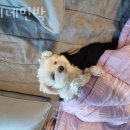 콩이네민박 이미지