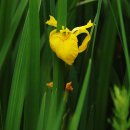 창포 목장 이미지