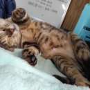 뽀시래기 이미지