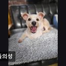개들의성 네이버블로그