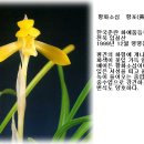황포 이미지