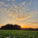 마망펜션 | 정동진펜션 마망펜션 후기 갈대밭과 일출이 예쁜 정동진 한복판 숙소