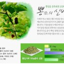 뽕잎의 효능 ~뽕잎먹는방법 이미지