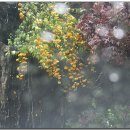 비오는 날의 수채화 (양수리 두물머리) 이미지
