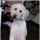 바로펫살롱 이미지