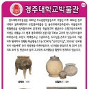 경주대학교박물관 이미지