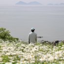 부안변산마실길 | 부안 변산 마실길 2코스 샤스타데이지 명소 실시간