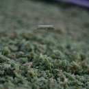 병철목장 이미지