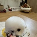 댕스베리 이미지