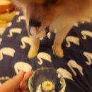 강아지잔칫집 이미지