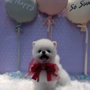 예쁘개&사랑스럽개 이미지