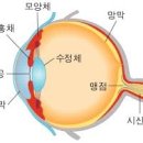 명동안과 네이버블로그