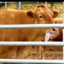 자영목장 이미지