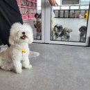 개를 위한 하루 이미지