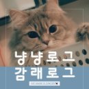 성정유치원 | [감래로그] 버블냥ㅣ3년째 믿고 맡기는 분당·용인 고양이 무마취 미용실 추천