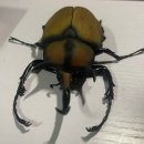 코끼리엘라 네이버블로그