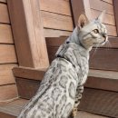 실버캐슬 캐터리 이미지