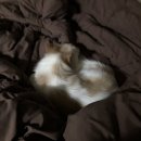 대소원면 첨단쉼터3길 2-7, (본리) | 귀여운 내 사람들