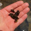 별천계곡 이미지