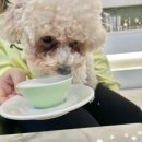 포지티브 보울 이미지