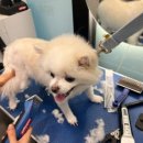 개르띠에 | 창원애견미용 개르띠에 이용후기