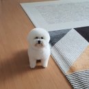 포테이토 독 이미지