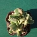 다육꽃화원