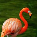 플라밍고 이미지