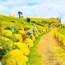 영원한 청춘🌷불사조처럼 이미지